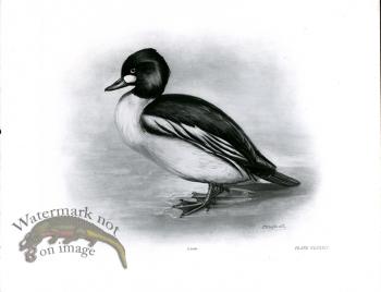 Bird 12   GOLDEN EYE